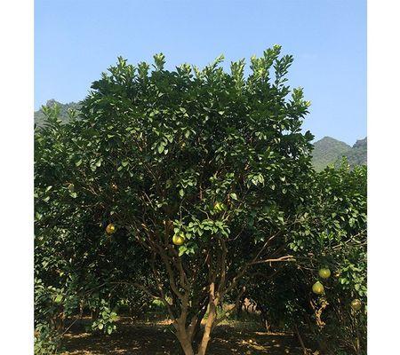 香泡树和柚子树有什么区别？如何区分它们的特征？