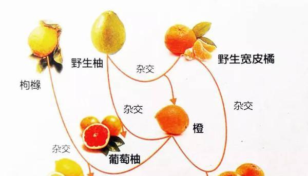 香泡树和柚子树有什么区别？如何区分它们的特征？