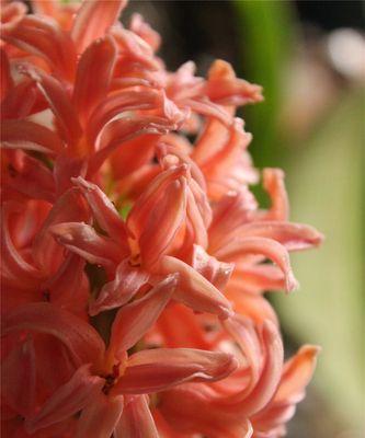 风信子在圣经中的象征意义（探寻圣经中风信子的深层寓意）