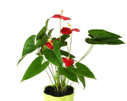 红掌的风水寓意是什么?它在家居装饰中象征着什么?