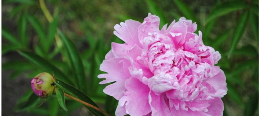 牡丹的花语与寓意——盛世花开（揭秘牡丹开花的时机和意义）