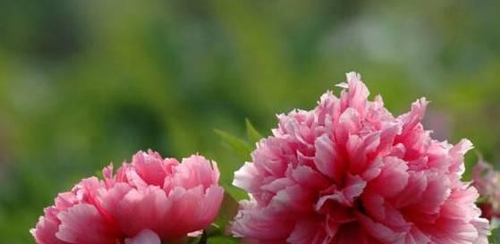 牡丹的花语与寓意——盛世花开（揭秘牡丹开花的时机和意义）