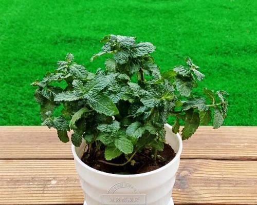 薄荷能耐受的最低温度是多少？如何在冬季保护薄荷？