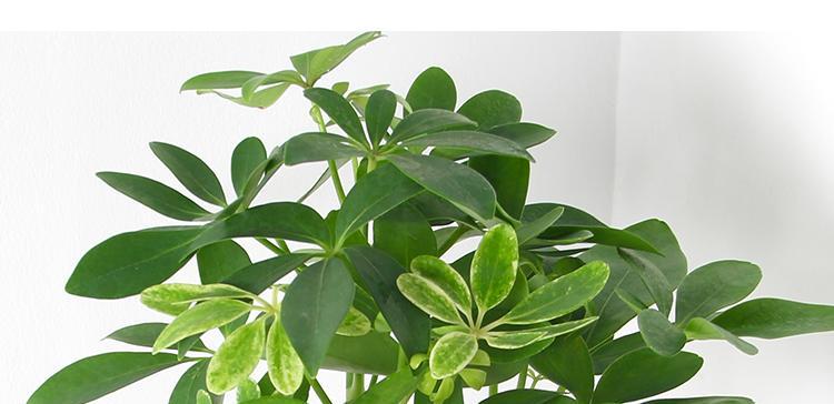 鸭掌木耐寒多少度?如何在冬季保护鸭掌木?