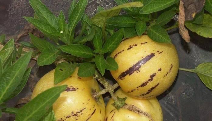 人参果生长需要哪些环境条件？其生长特点是什么？