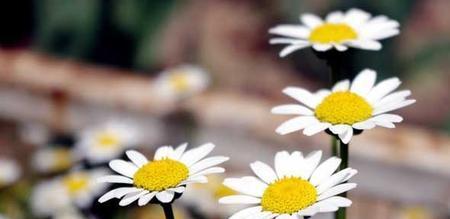 小雏菊的花语与意义（揭示小雏菊花语的含义和象征）