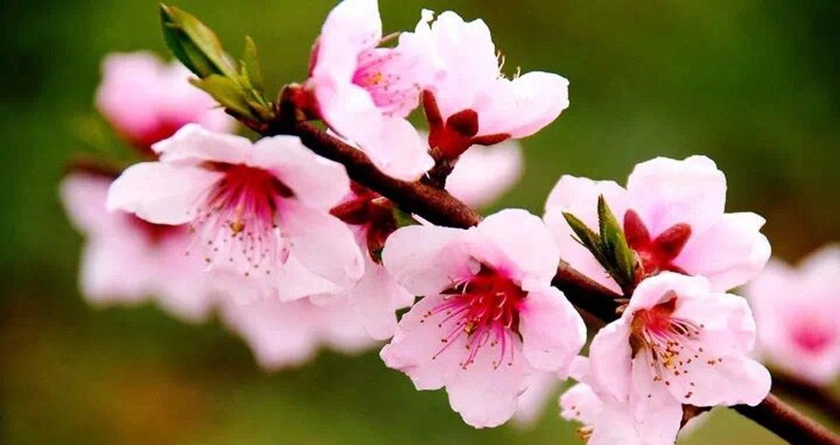 桃花花语与寓意，传递爱情与美丽（桃花花语的象征含义与文化传统）