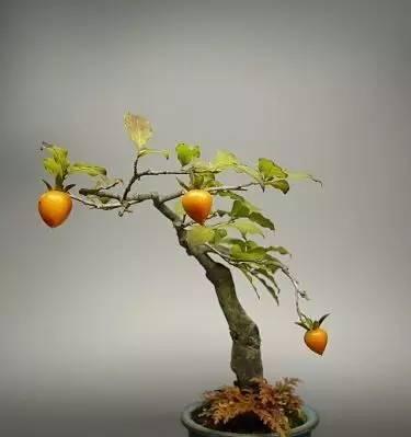 家里能种柿子树吗？如何选择适合的品种和种植方法？