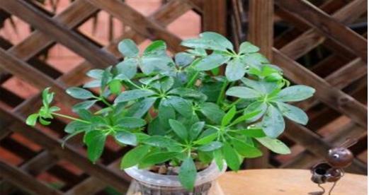 鸭掌木水培和土培哪种更优?养护技巧有哪些?