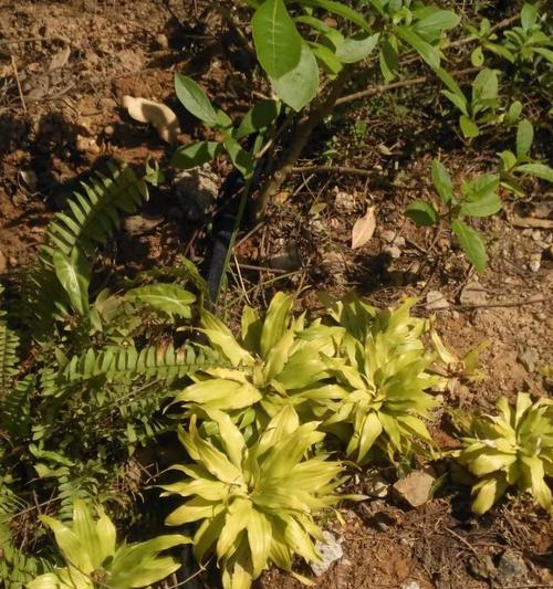 玉簪种子发芽需要多长时间？如何提高发芽率？