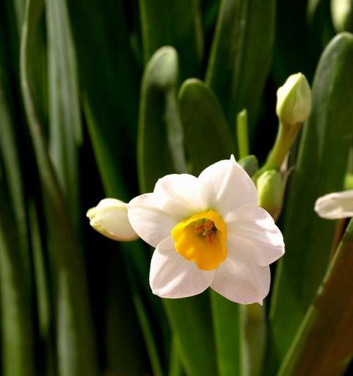 水仙花的象征意义（探寻水仙花背后的深意）