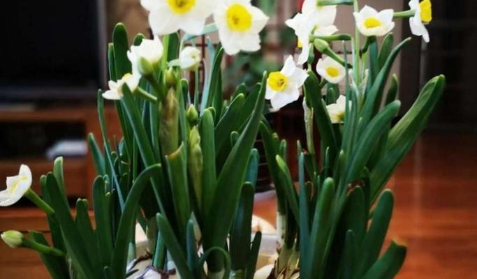 水仙花的象征意义（探寻水仙花背后的深意）