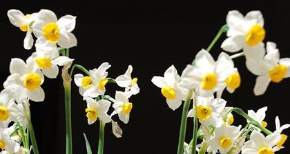 水仙花的象征意义(探寻水仙花背后的深意)