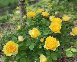 玫瑰多久开花一次?如何正确养护以促进开花?