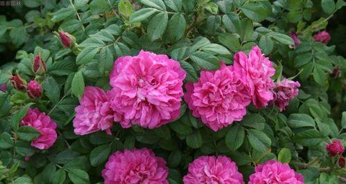 食用玫瑰花什么时候种植最好?种植步骤有哪些?