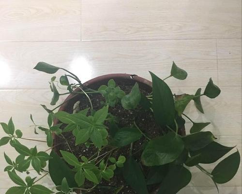 探究网络语言中的“绿萝”现象（揭秘“绿萝”的各种含义和衍生形式）
