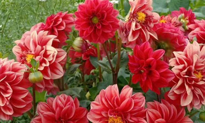 小丽花的寓意与象征意义（探索小丽花的美丽与含义）