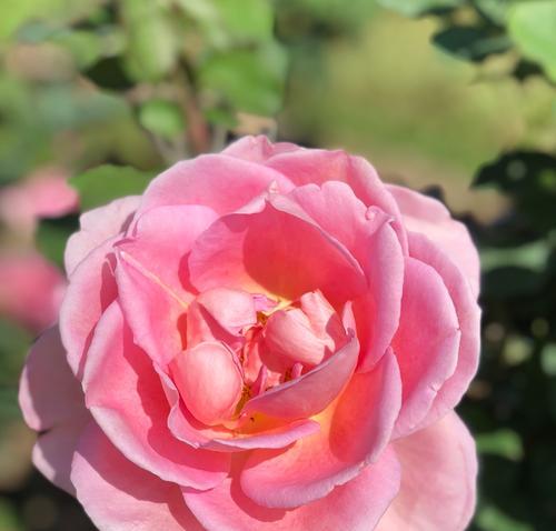 月季花的花语（探寻花园中月季花的芬芳与意义）