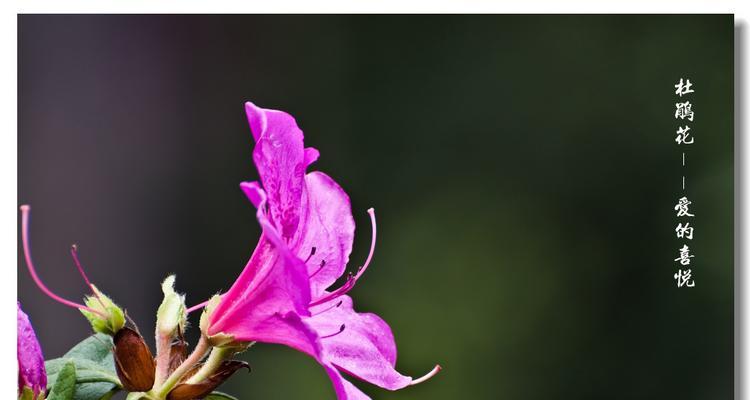 深山含笑的花语（传递爱与美的花朵）