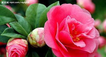 高贵之花(康乃馨——高贵)