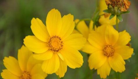 高贵之花（康乃馨——高贵）