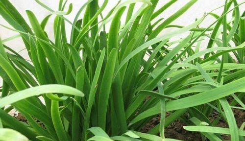 韭菜移栽的最佳时间是什么时候？移栽后如何管理？