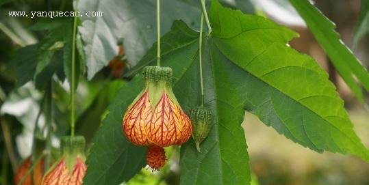金铃花的花语与寓意（金铃花的传统花语及现代解读）