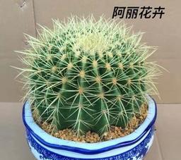 仙人球应该种在大盆还是小盆里？种植时的注意事项是什么？