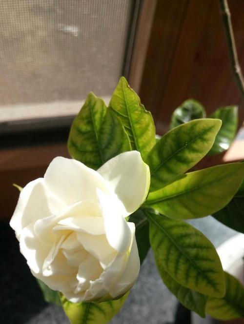 栀子花花语(探索栀子花的15种寓意象征)