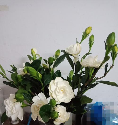 栀子花花语（探索栀子花的15种寓意象征）