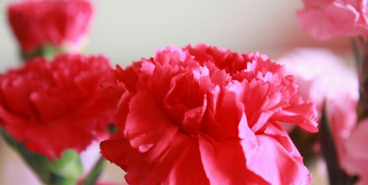 康乃馨花的象征意义(探究康乃馨花所代表的情感和价值观)