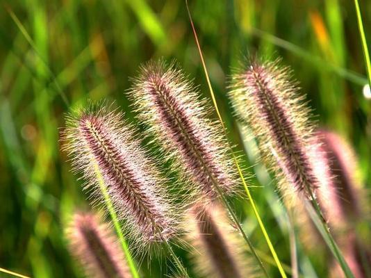 狗尾巴草的花语与寓意（揭示狗尾巴草花语的含义和象征意义）