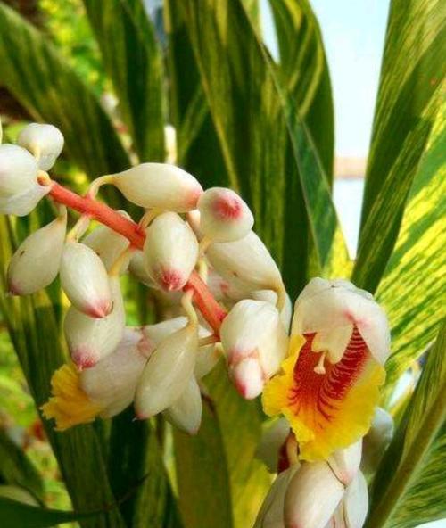 姜花有毒吗？室内养护需要注意什么？_花植网