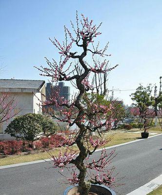 梅花喜阴还是喜阳？如何正确养护梅花？