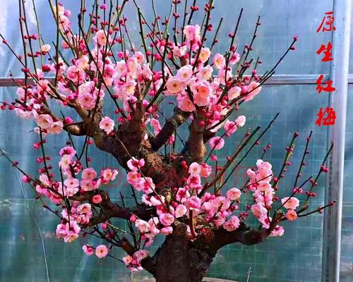 梅花喜阴还是喜阳？如何正确养护梅花？