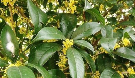 桂花花语的意义与传承（花开散发幸福的气息——桂花的花语）
