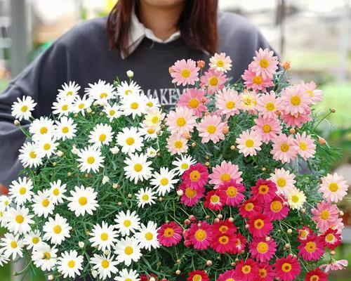 小雏菊有种子吗？如何正确收集和播种？