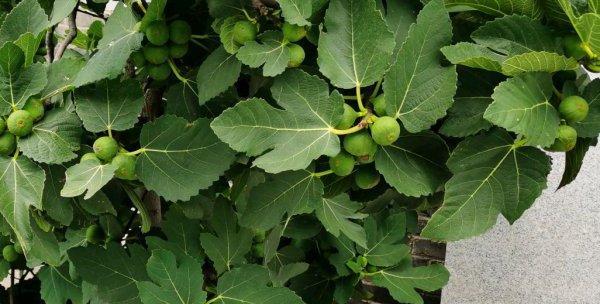无花果真的不开花吗？开花时是什么样的？