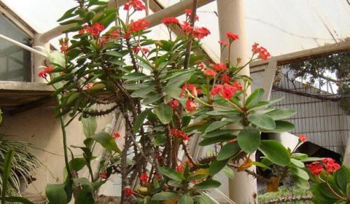 虎刺梅喜水还是喜旱？如何正确浇水与养护？