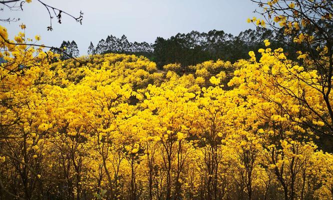 风铃花的花语与象征之美（探寻风铃花的浪漫情怀与内涵）