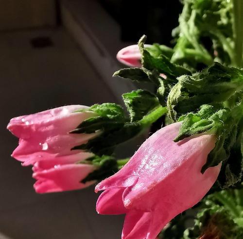 风铃花的花语与象征之美（探寻风铃花的浪漫情怀与内涵）