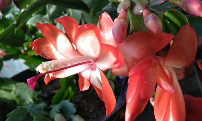 蟹爪兰的寓意与花语（探寻蟹爪兰的内涵与象征意义）