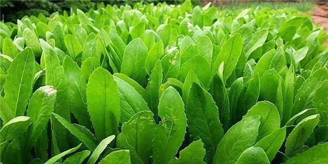 油麦菜哪个品种好？如何选择高产优质油麦菜品种？