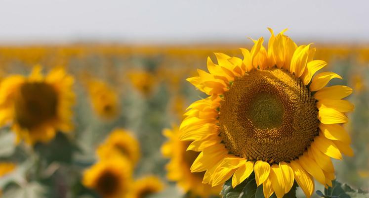 向阳花的寓意与生活哲学(阳光下绽放的美丽与坚韧)