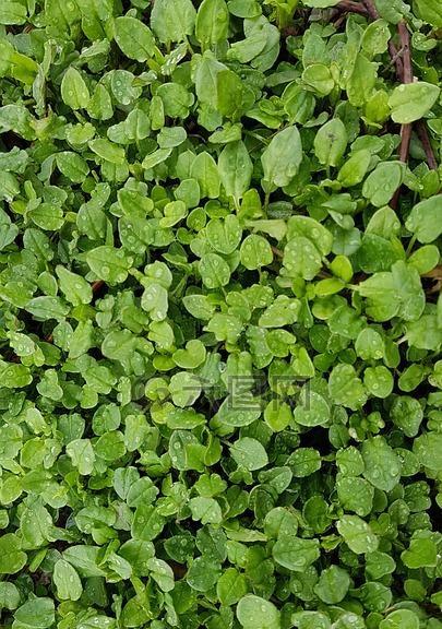 西红柿是草本植物吗？如何正确分类西红柿？