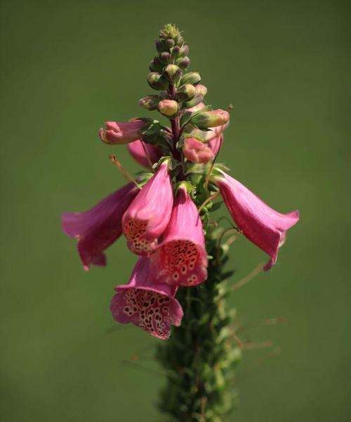 铁线莲冬天落叶正常吗？如何应对？