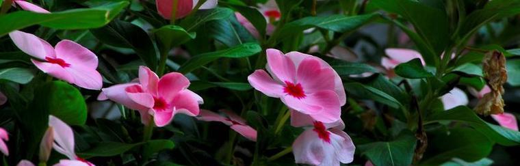 长春花（传递生命力的美丽花卉）