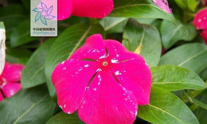 长春花(传递生命力的美丽花卉) 长春花(传递生命力的美丽花卉)