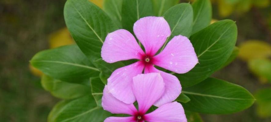 长春花(传递生命力的美丽花卉) 长春花(传递生命力的美丽花卉)