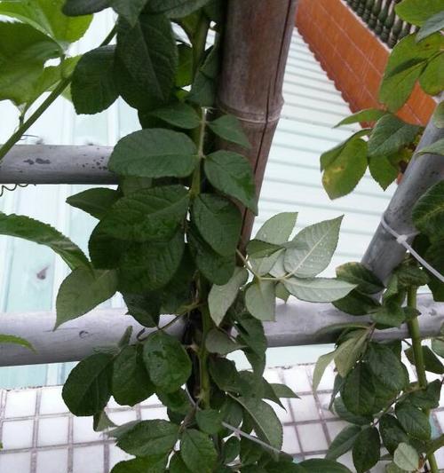 蔷薇不开花怎么回事？如何解决蔷薇不开花的问题？